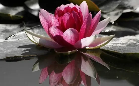 le mythe de la fleur de lotus